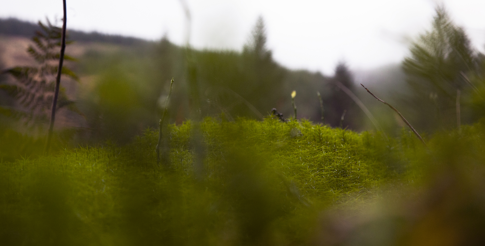 Tywi source habitat 1 for blog