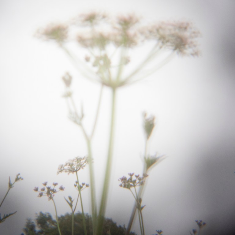 wildflower meadow at NBGW 3A Liggins for blog