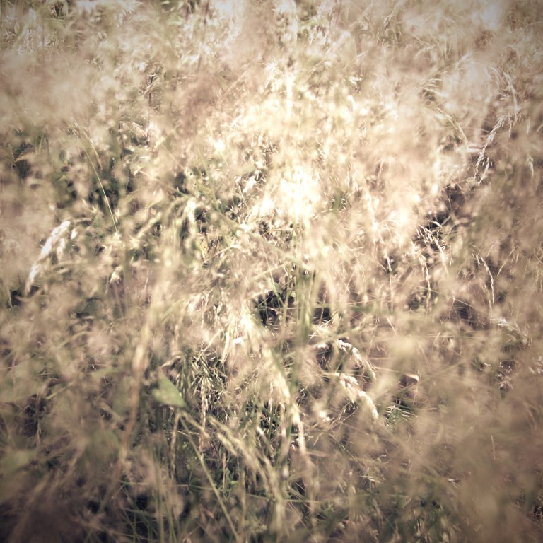 Grassland at NBGW 1 A liggins for blog