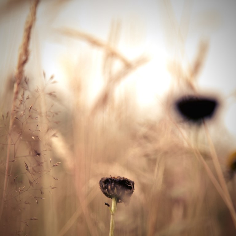 Grassland at NBGW 2 A Liggins for blog