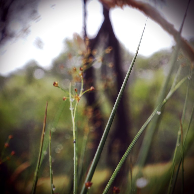 hoverfly habitat 2 Llandovery area blog