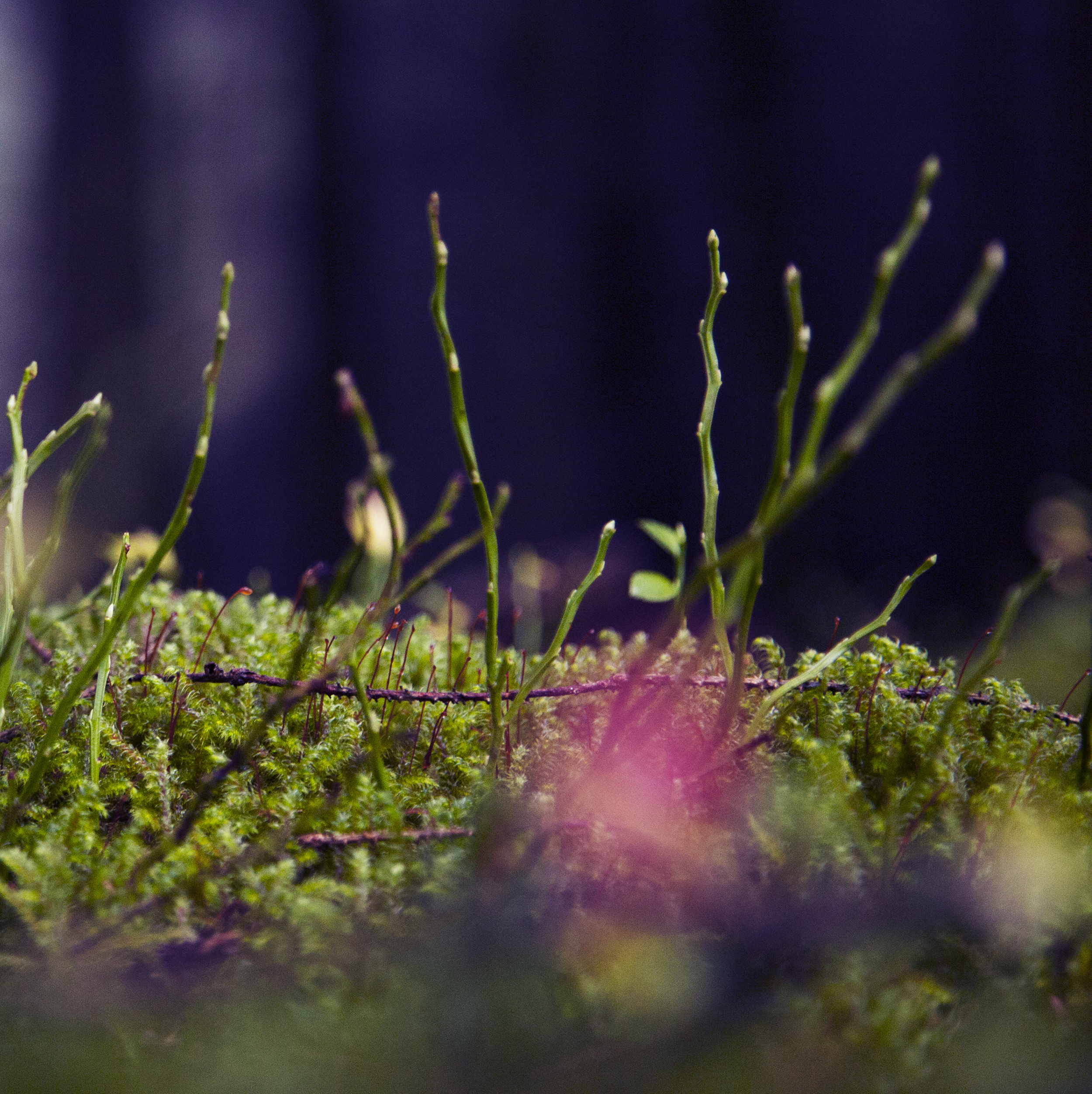 Tywi source habitat 2 A Liggins