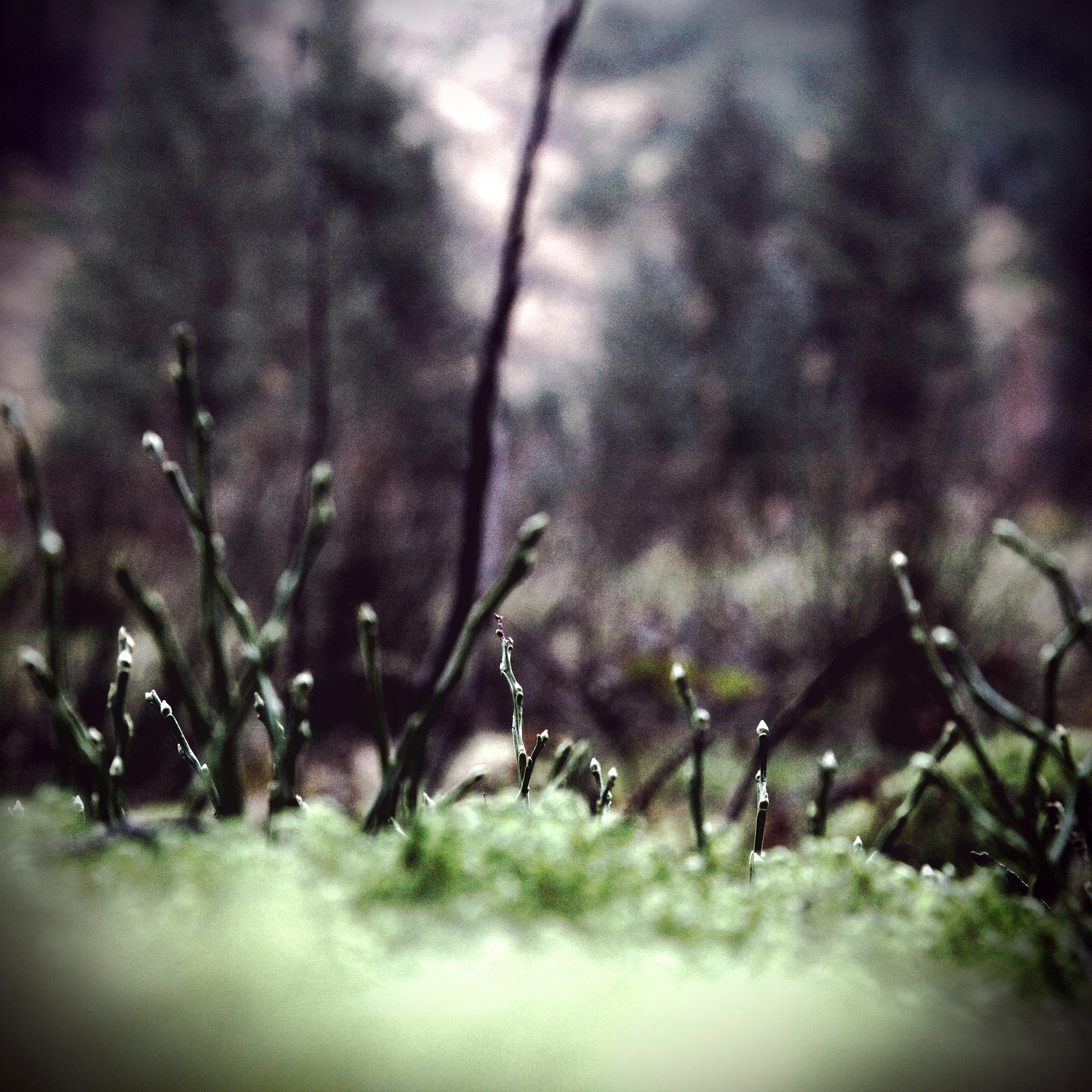 Tywi source habitat 3 blog